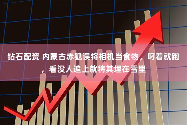 钻石配资 内蒙古赤狐误将相机当食物，叼着就跑，看没人追上就将其埋在雪里